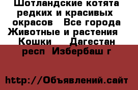 Шотландские котята редких и красивых  окрасов - Все города Животные и растения » Кошки   . Дагестан респ.,Избербаш г.